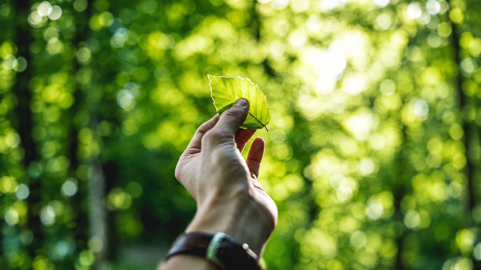 Hand holding a sunlit green leaf against a softly blurred woodland background. Hand holding a sunlit green leaf against a softly blurred woodland background.